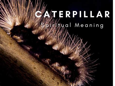 black caterpillar meaning spiritual